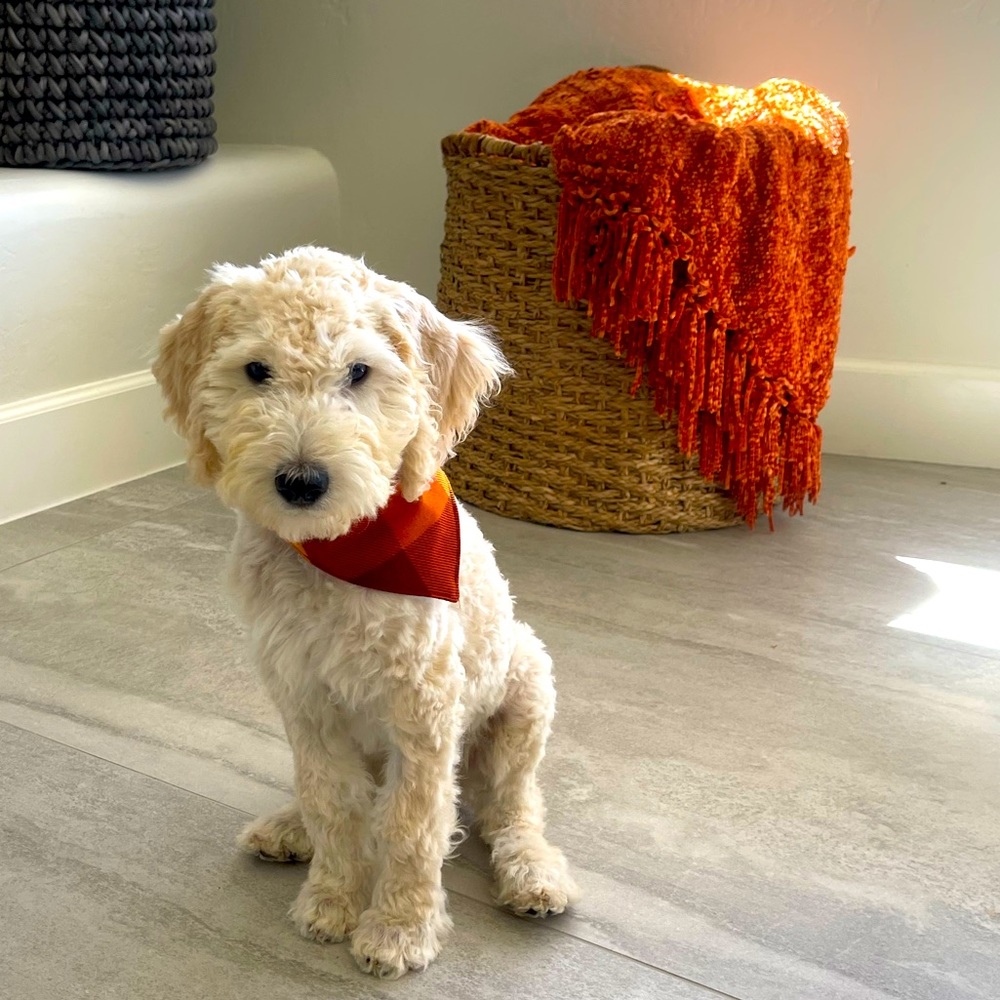 Over the collar slip on bandana